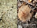 Coprinellus bipellis-amf1916-voile